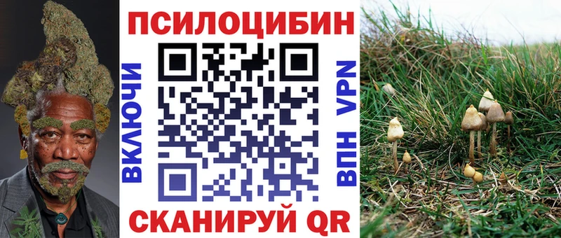 OMG маркетплейс  Кизел  Галлюциногенные грибы Psilocybine cubensis 